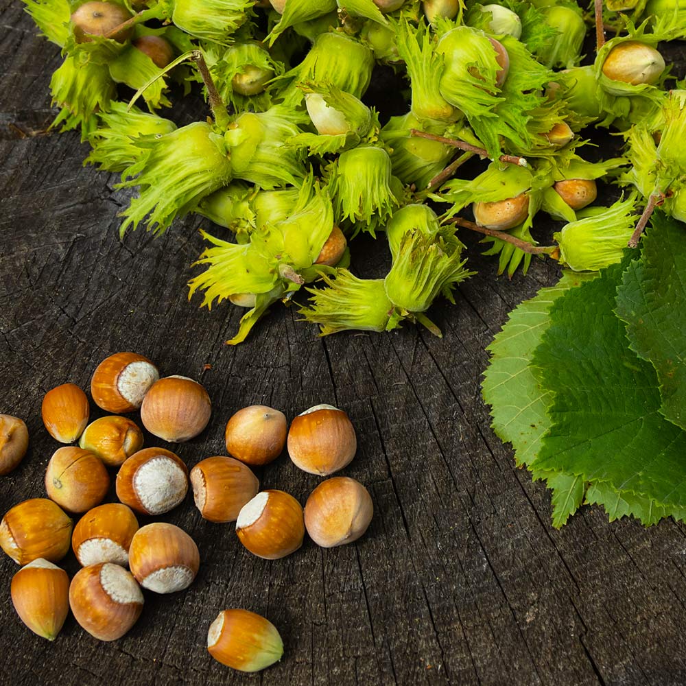 How to Grow a Luscious Hazelnut Tree from Scratch The Arches