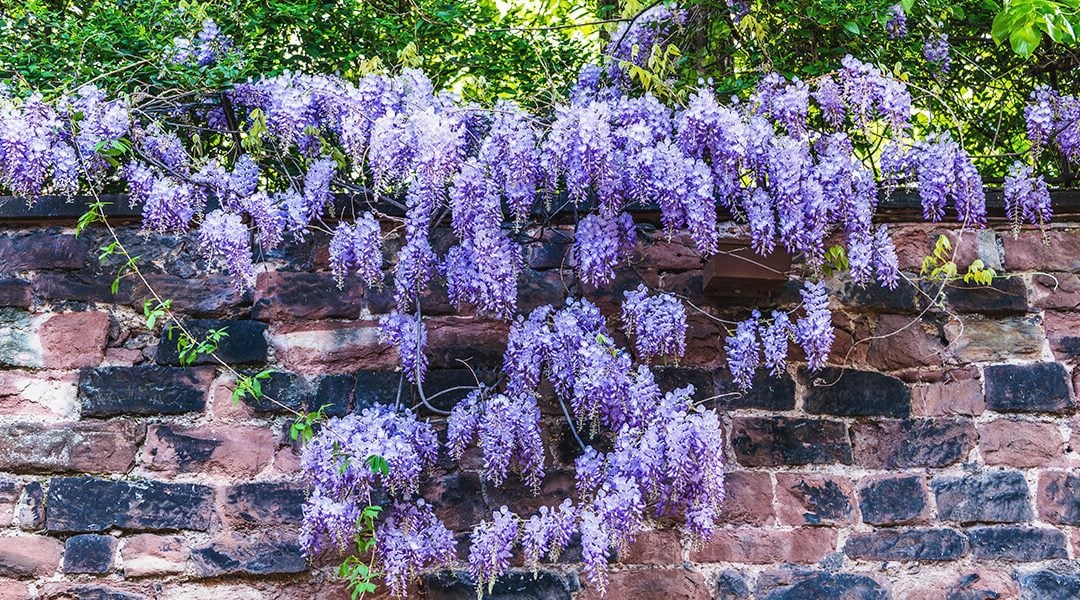 The Ultimate Guide to Pruning Wisteria Tips and Techniques TheArches