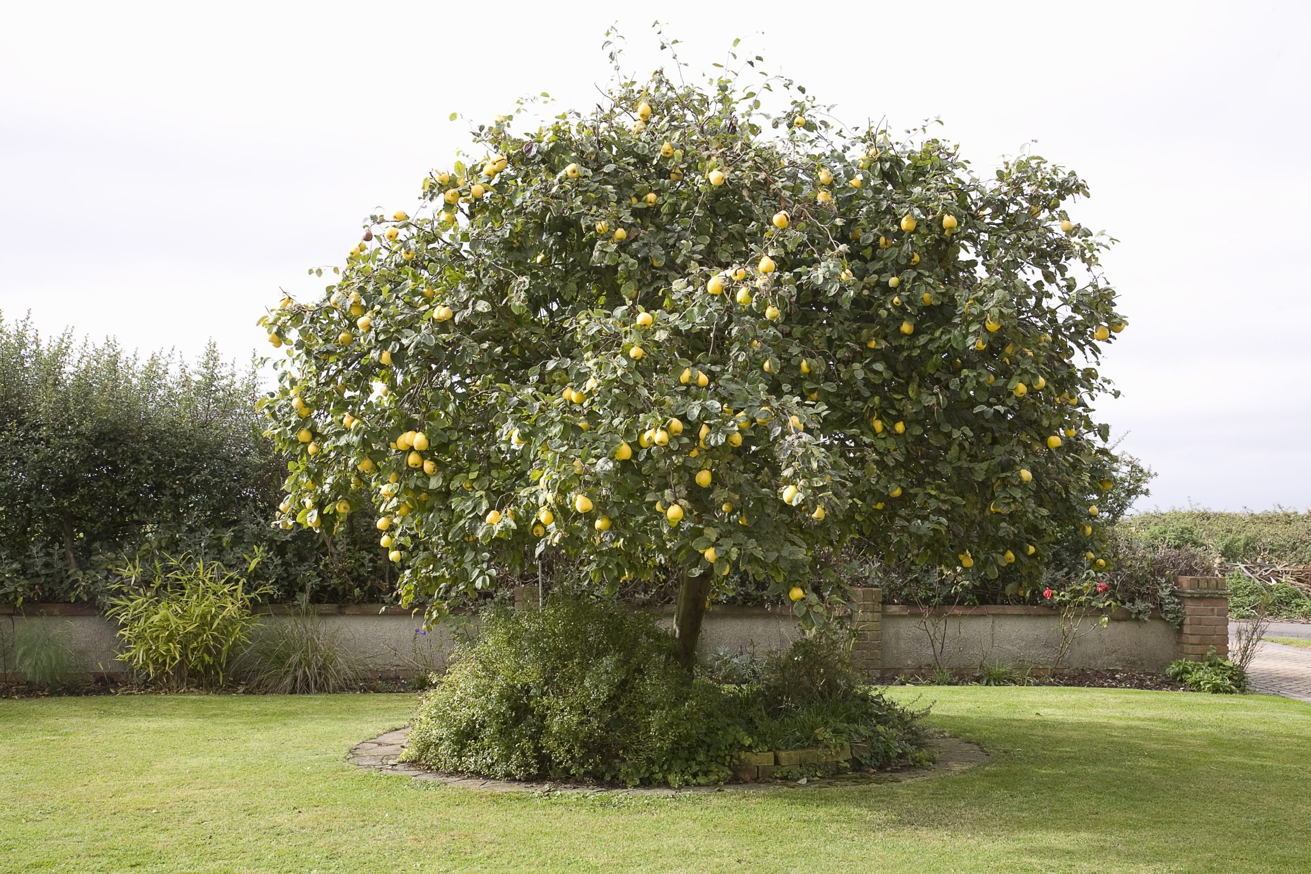 An Ultimate Guide to Growing Quince Trees in the UK TheArches