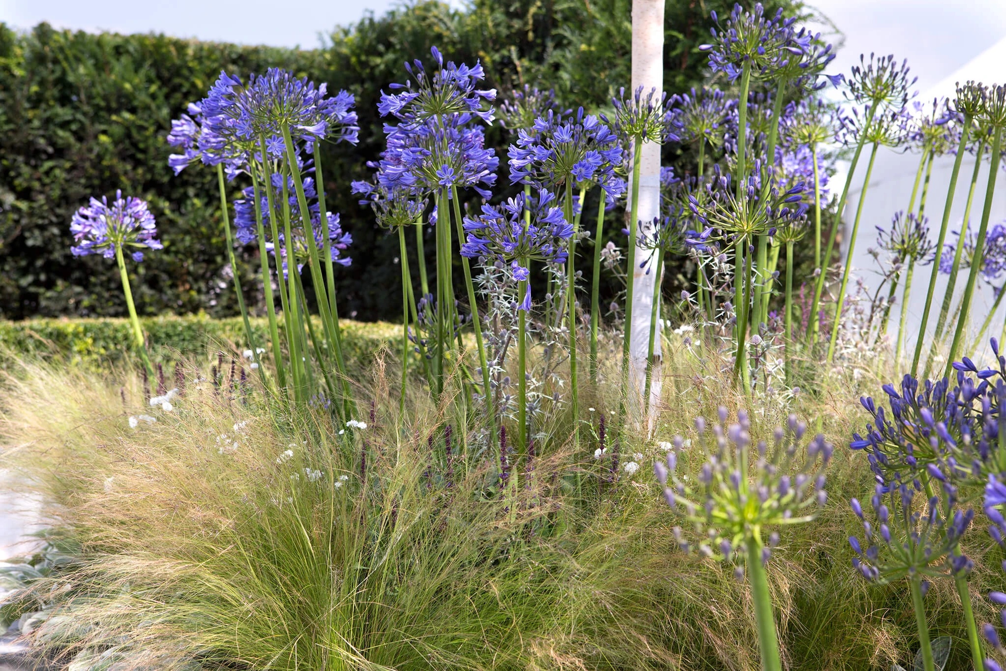 Timing of Agapanthus Flowering Growing & Caring Guide The Arches