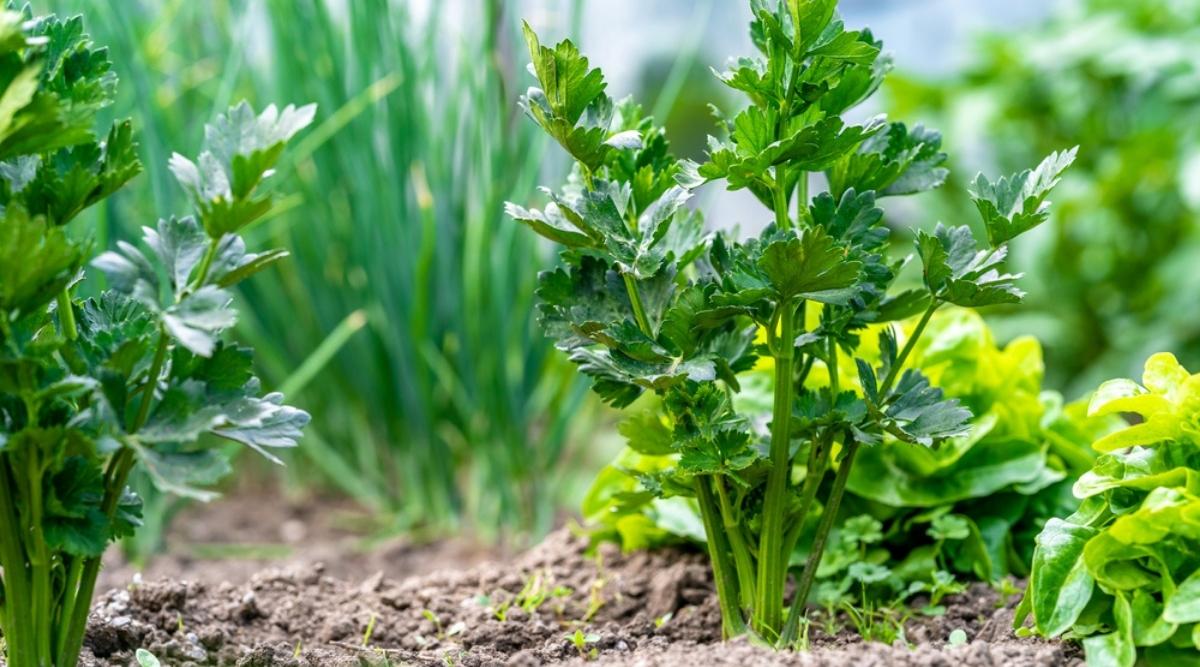 Grow and Care for Celery Plants with these Proven Techniques TheArches