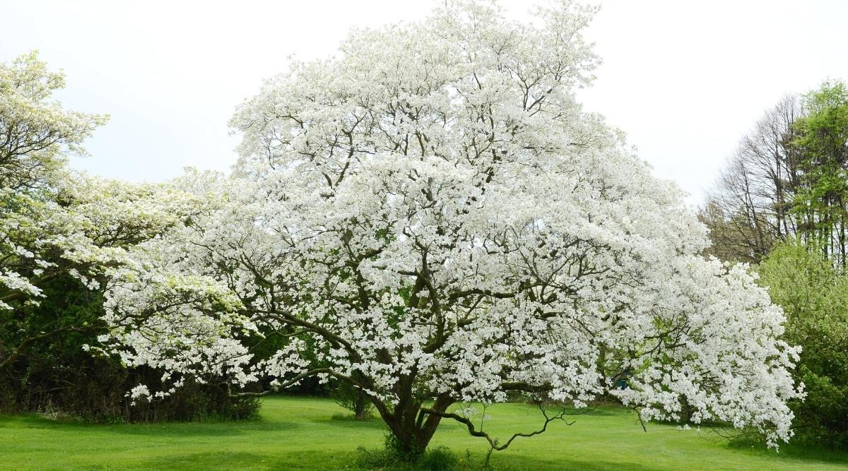 The Ultimate Dogwood Guide Tips for a Flourishing Dogwood Plant