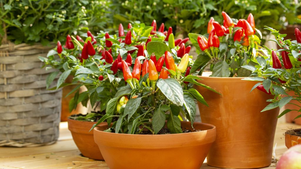 Grow and Maintain Chili Plants The Right Way Essential Care Tips The