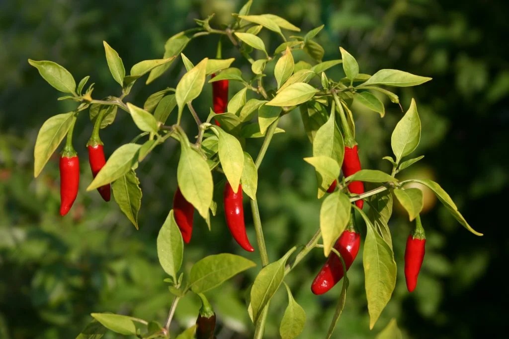 A Beginner's Guide to Growing Chillies In Containers The Arches