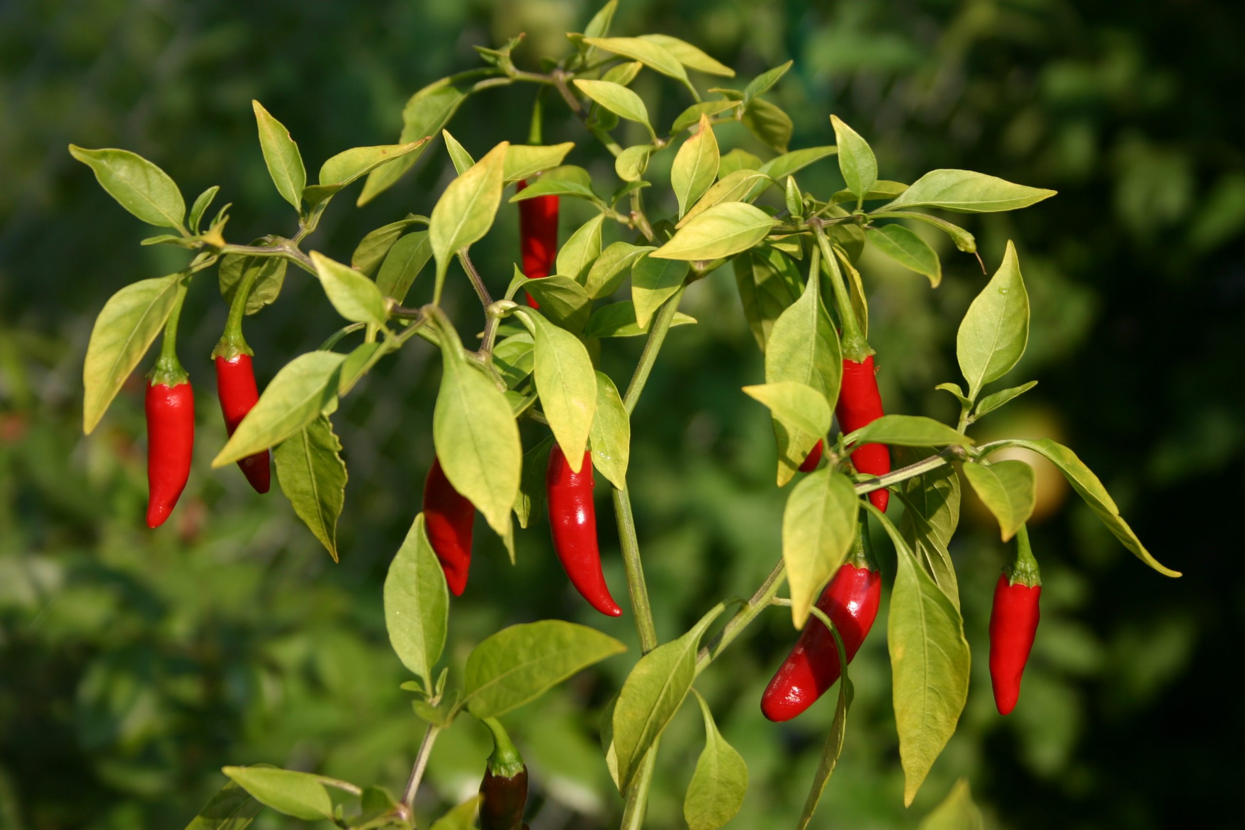 A Beginner's Guide to Growing Chillies In Containers TheArches