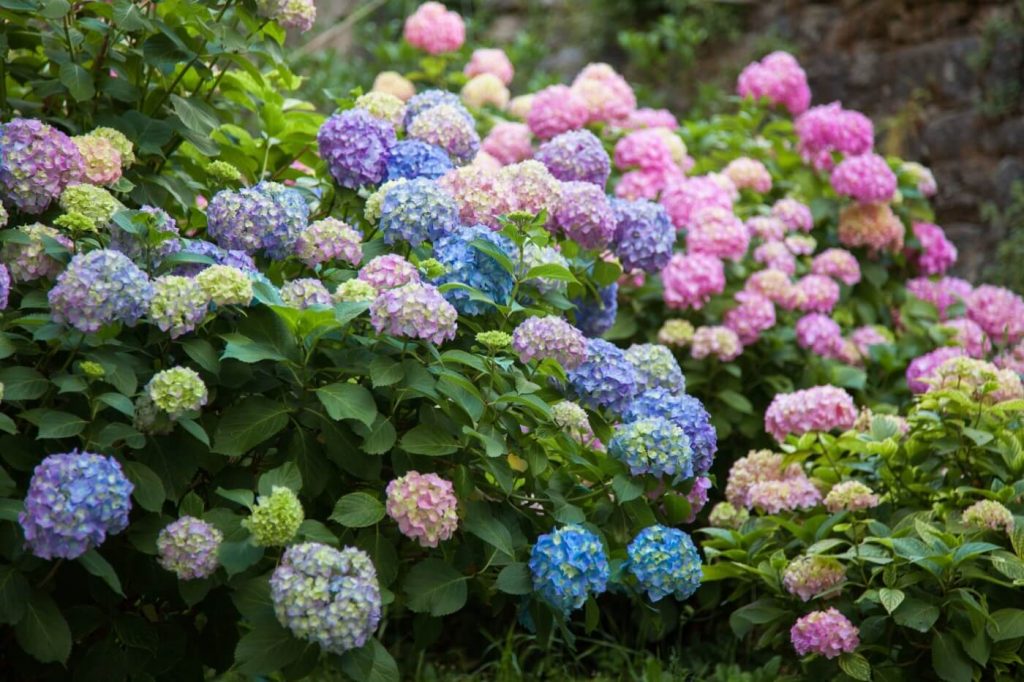 How To Grow Hydrangea In Pots or Container Soil Tips Included The Arches