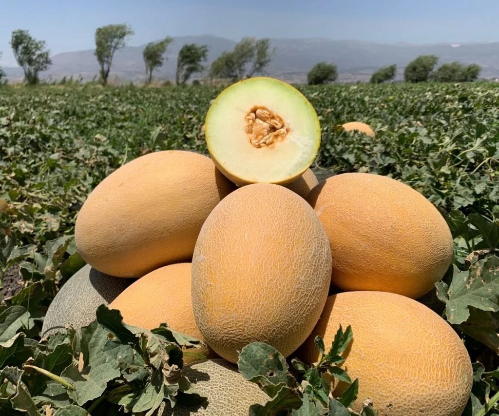 How To Grow Melons in UK [10 Expert Tips] The Arches