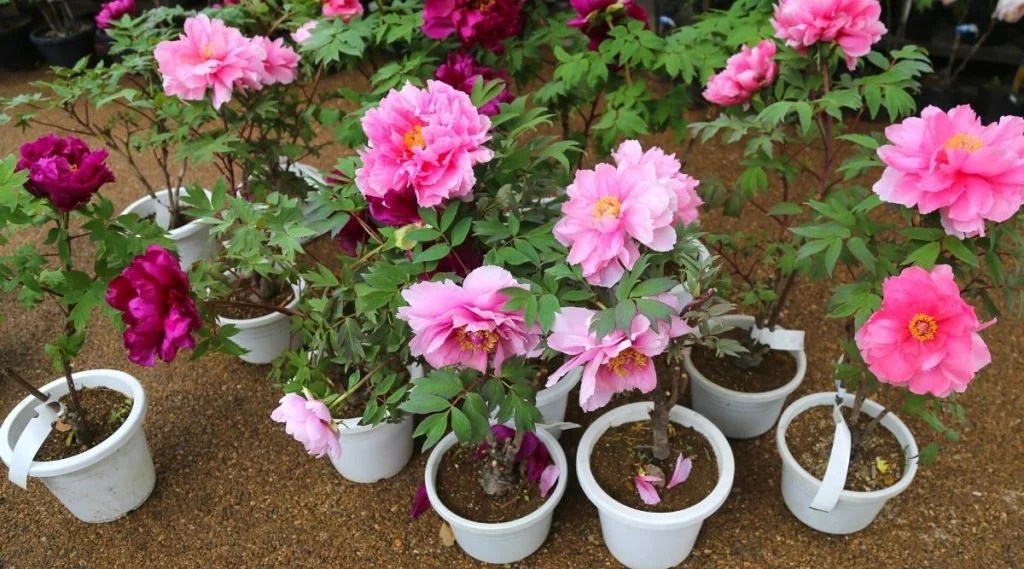 How To Plant and Care For Peonies in Pots The Arches