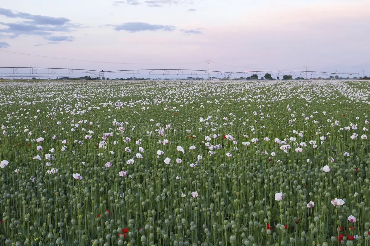 How To Start Growing Poppies From Seed Easily TheArches