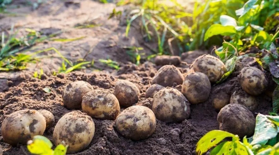 How to Grow Potatoes in Bags A Complete Guide The Arches