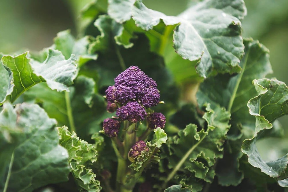 The Ultimate Guide to Growing Purple Sprouting Broccoli in Garden The