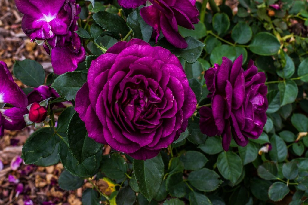 When and How to Properly Feed Your Roses in the UK The Arches