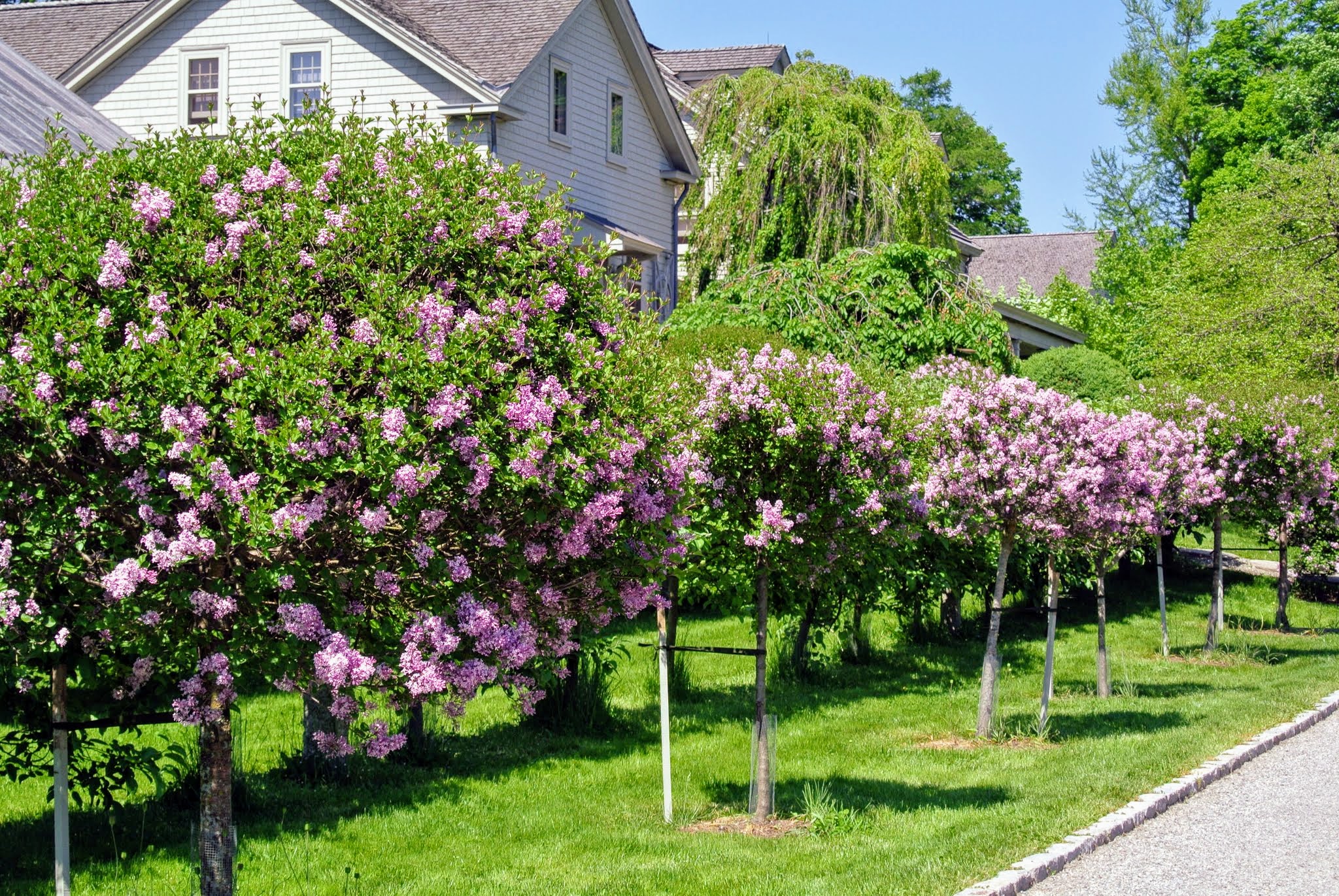 Are Lilacs Evergreen? TheArches