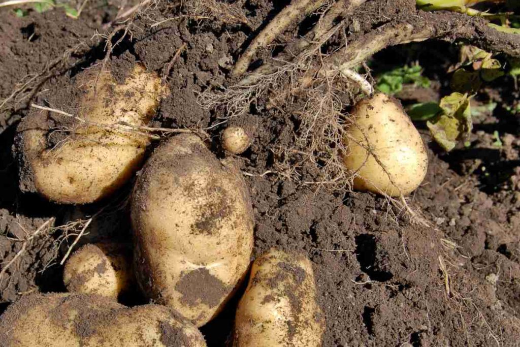 Your YearRound Guide to Growing and Caring for Potatoes The Arches