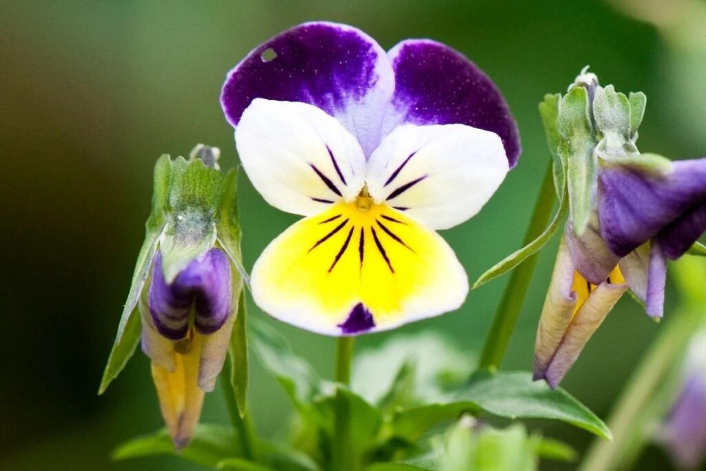 10 Tips for Successfully Growing Pansies In Containers The Arches
