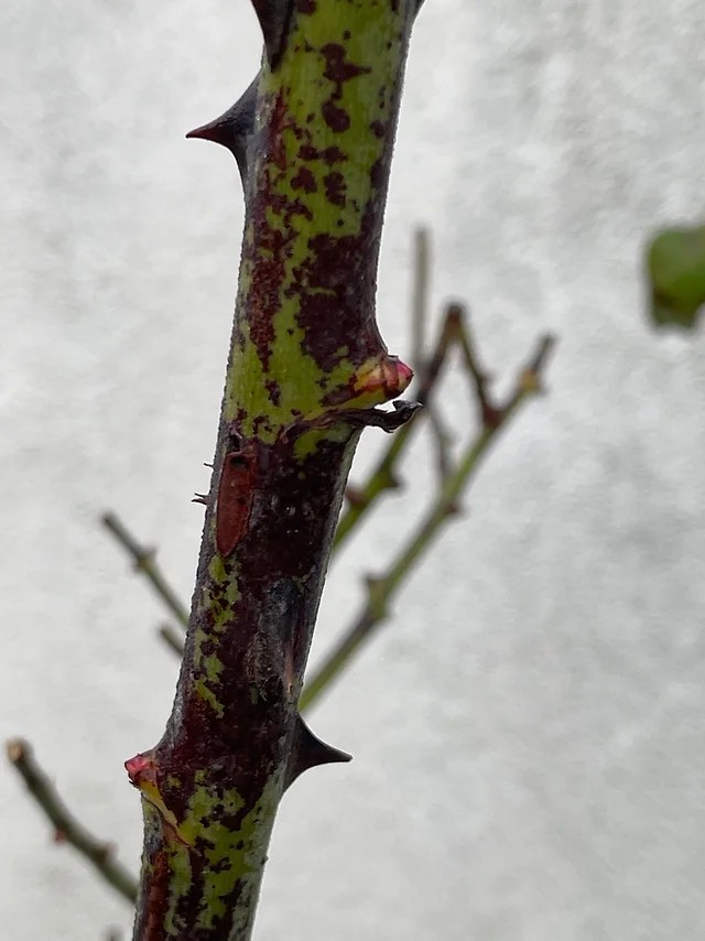 Why Do Rose Stems Turn Black? The Arches
