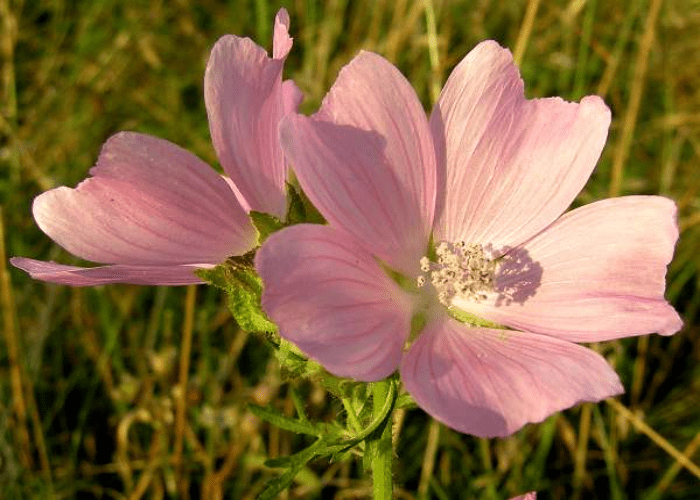 Top 25 Popular Native British Flowers to Grow in Your Garden TheArches