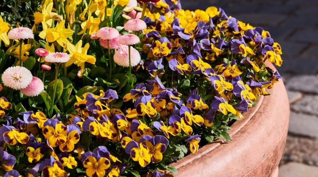 10 Tips for Successfully Growing Pansies In Containers The Arches