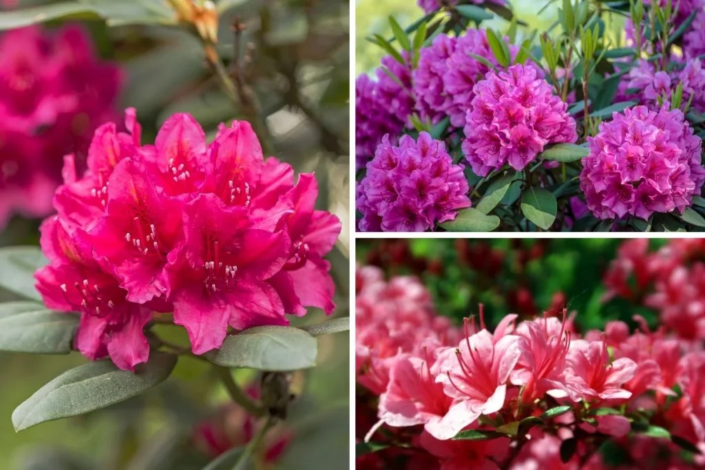 How to Grow Rhododendrons Tips for Caring and Feeding The Arches
