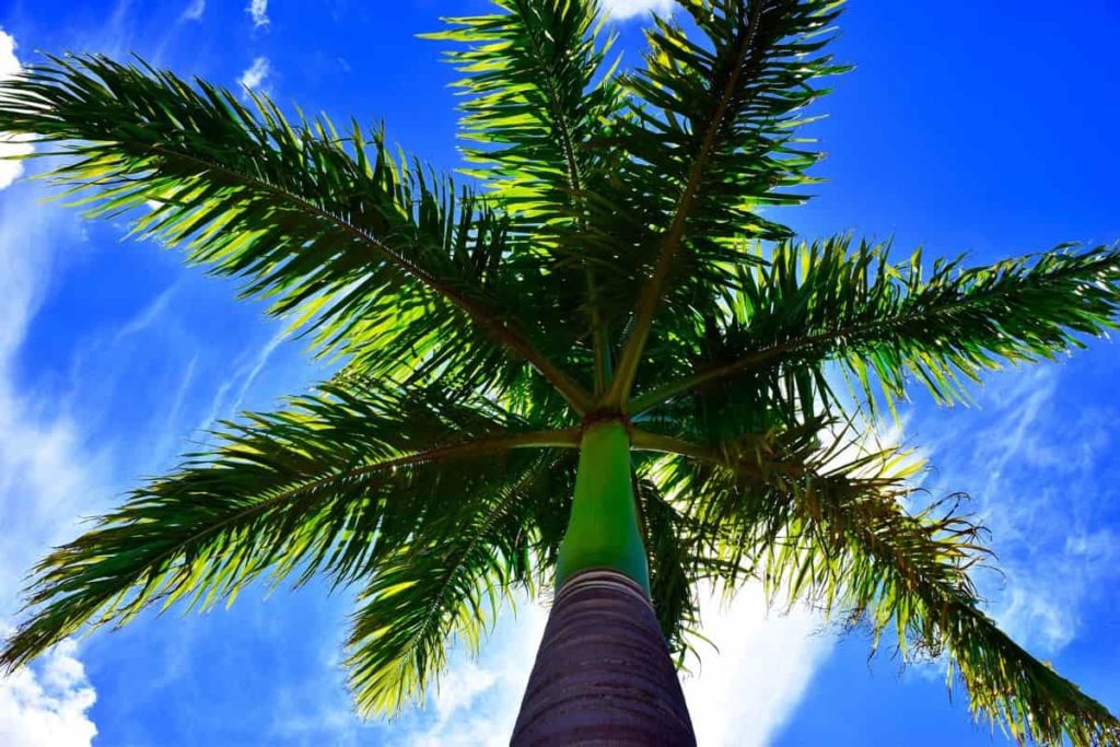 What is the Best Time to Plant Palm Trees A Complete Guide The Arches