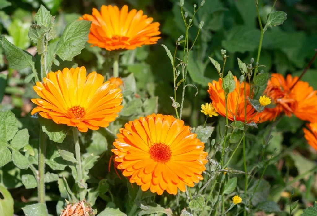 15 Stunning Types of Marigold Flowers for Your Garden The Arches