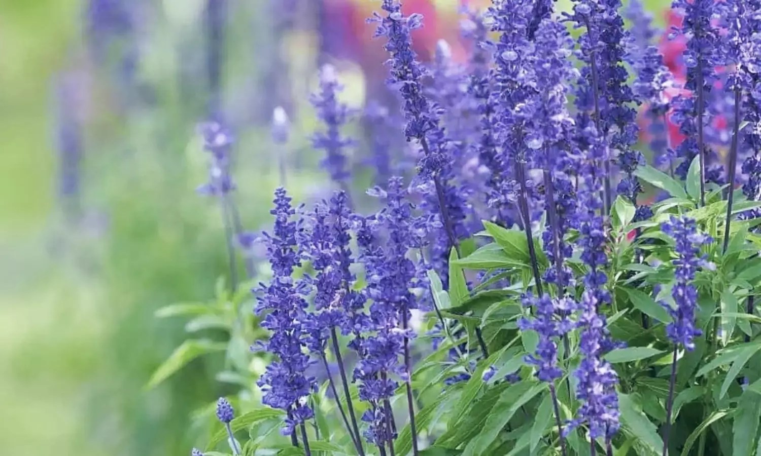 How Long Do Salvias Last For? The Arches
