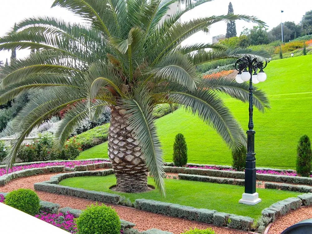 How Long Does a Palm Tree Take to Grow in UK? The Arches
