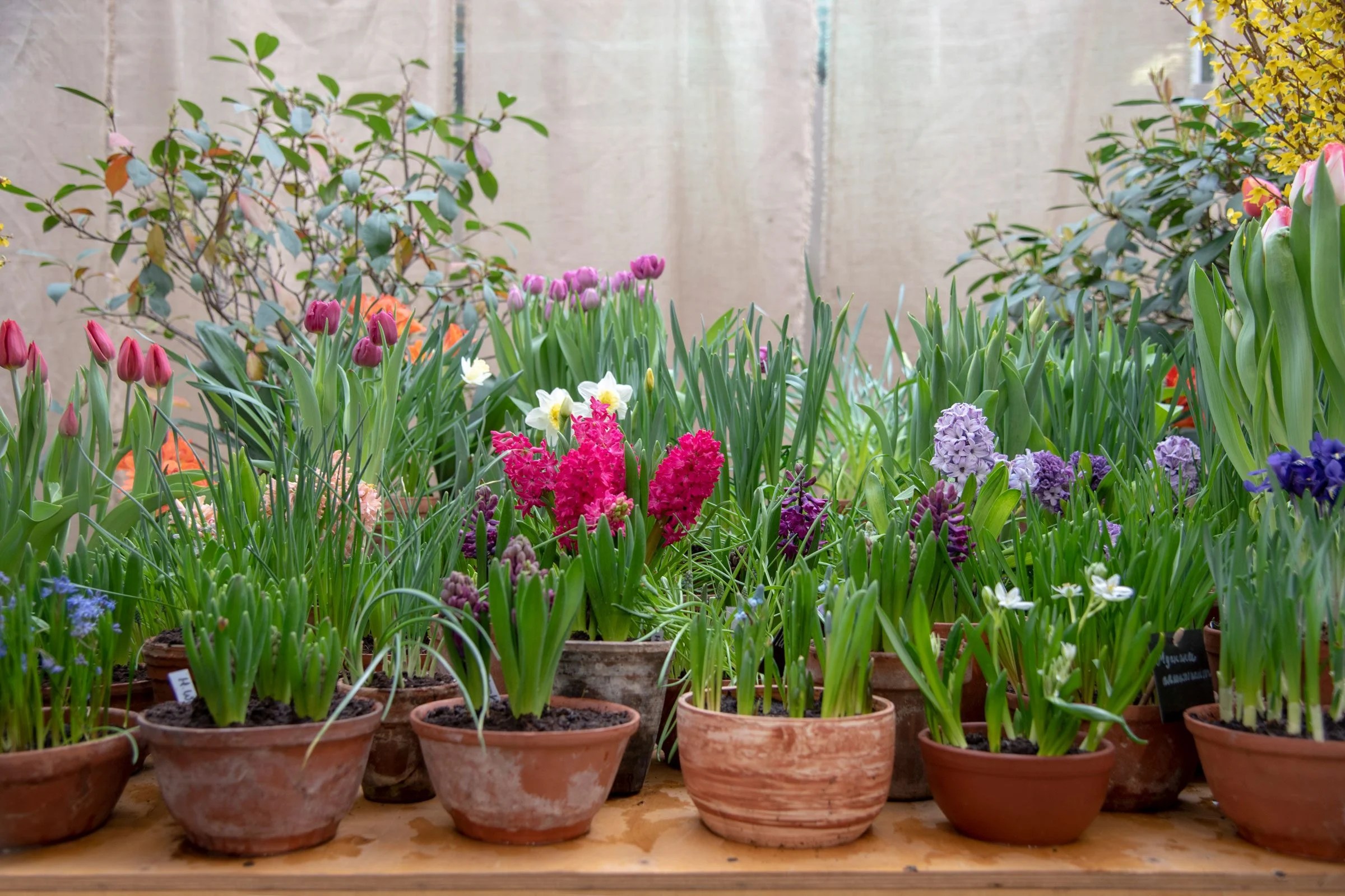 12 Tips for Planting Bulbs in Pots and Containers The Arches