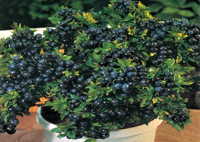 Top 12 Blueberry Varieties You Must Try in the UK The Arches