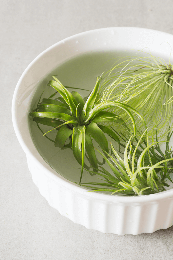 How to Care for Air Plants Growing Tips TheArches