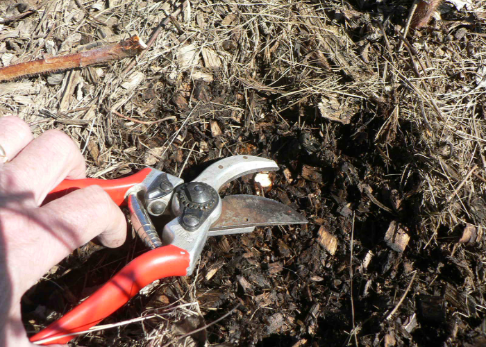 Beginner Tips on How and When to Prune Raspberries The Arches