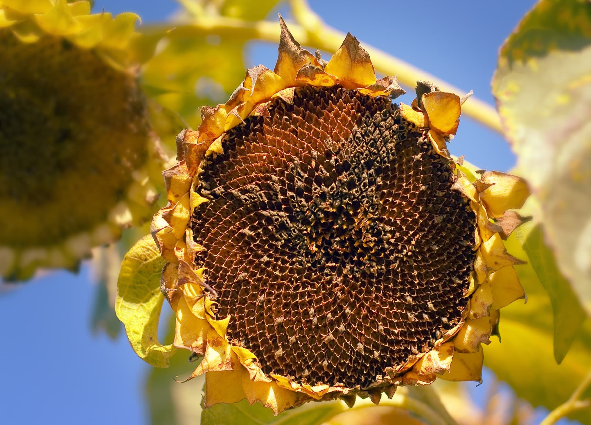 Increase Sunflower Yield Learn How, when And Why to Deadhead The Arches