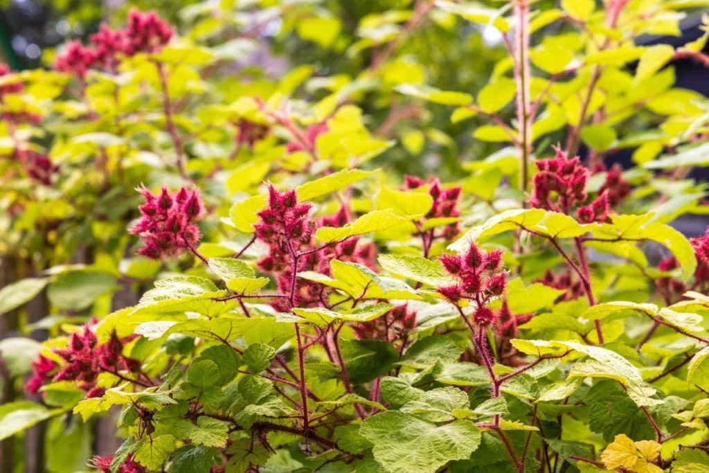22 Beautiful Plants With Stunning RedColored Stems The Arches