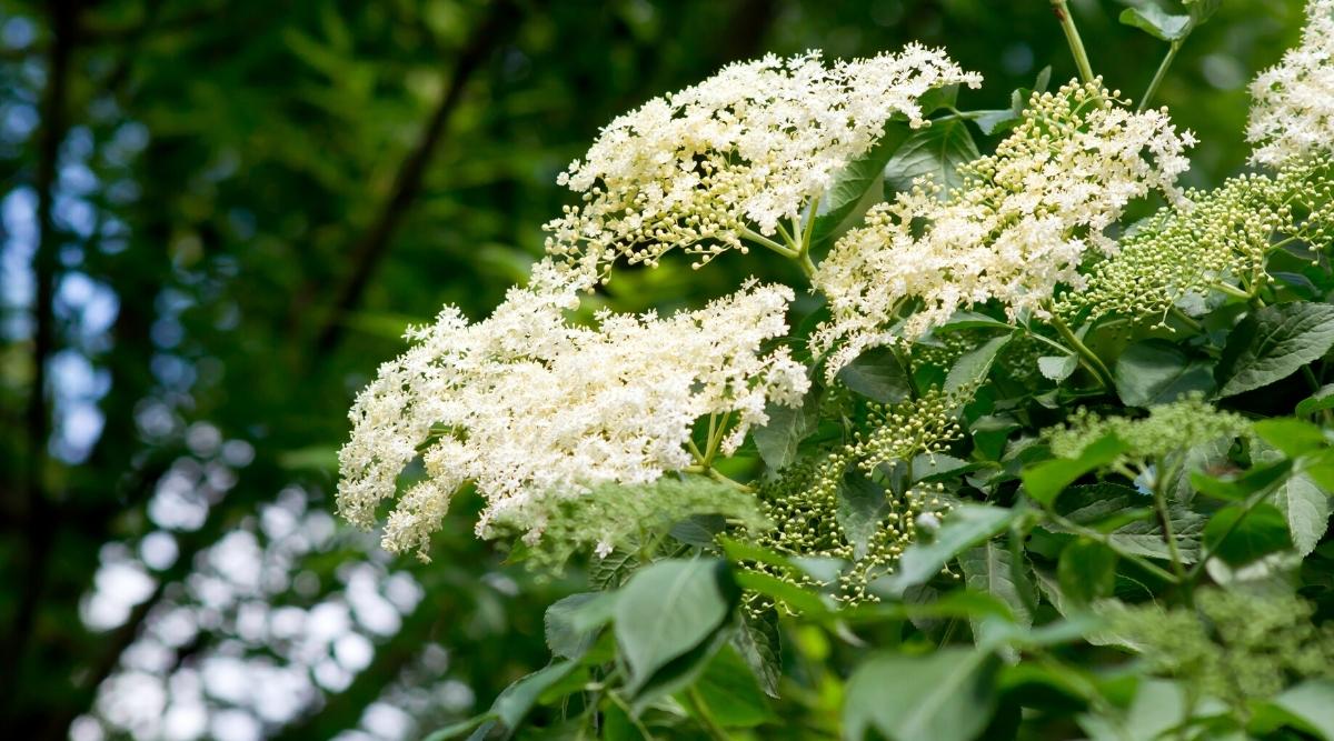 12 Wonderful White Flowering Trees For An Elegant Garden The Arches