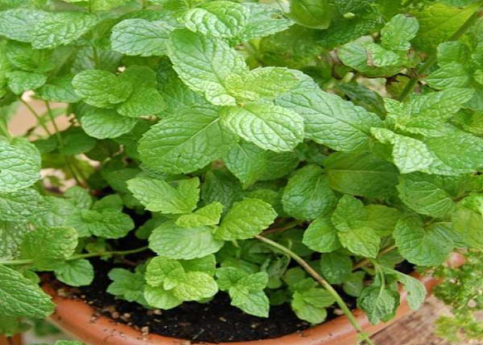 Top 40 Herbs That Can Be Planted And Grow Perfectly Together The Arches