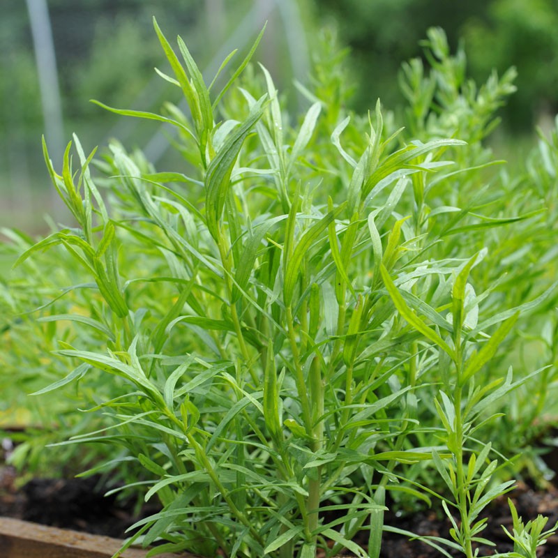 Top 15 Outdoor Hardy Herbs to Grow in Your Garden The Arches