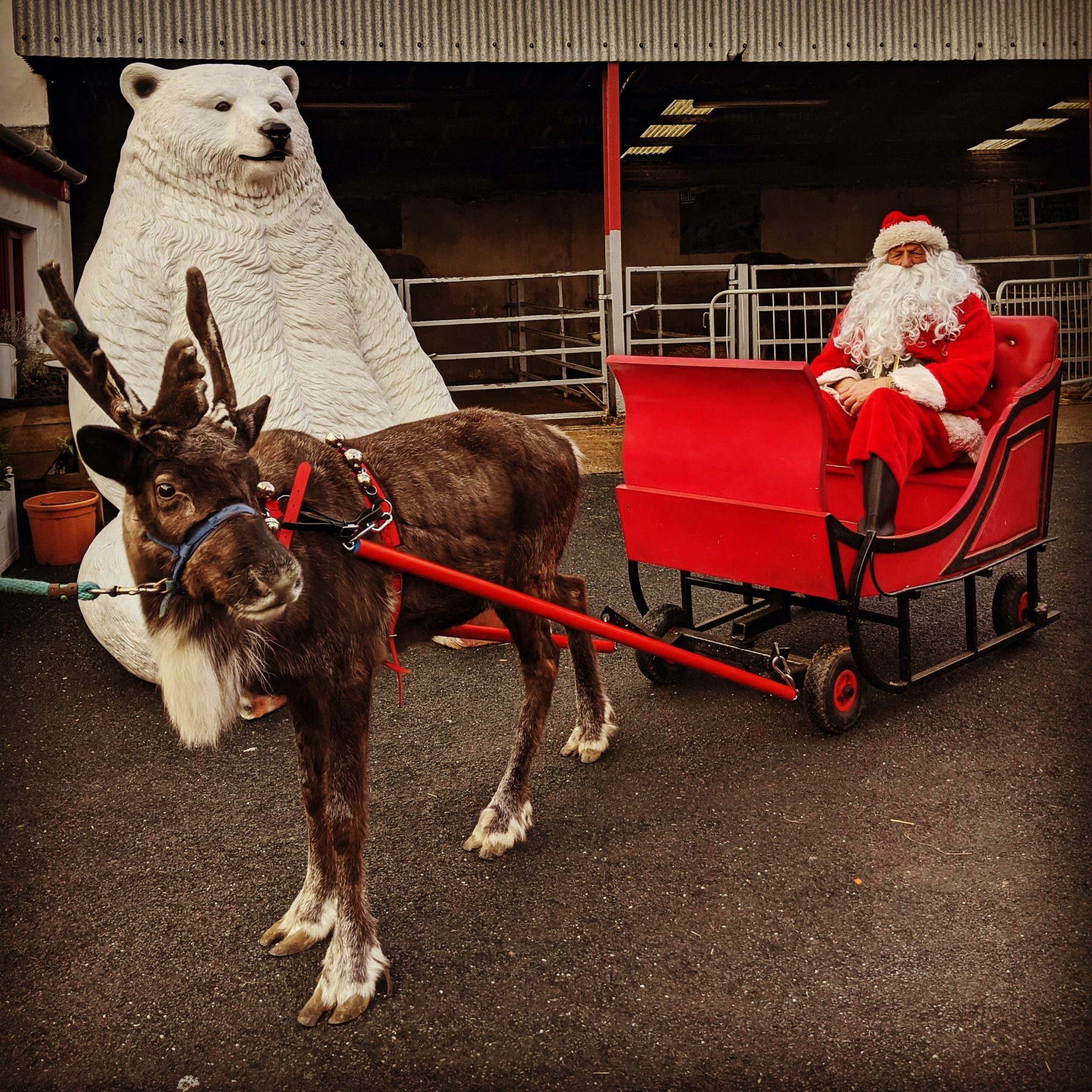Christmas festive fun on the farm for all the family The Ark Open Farm