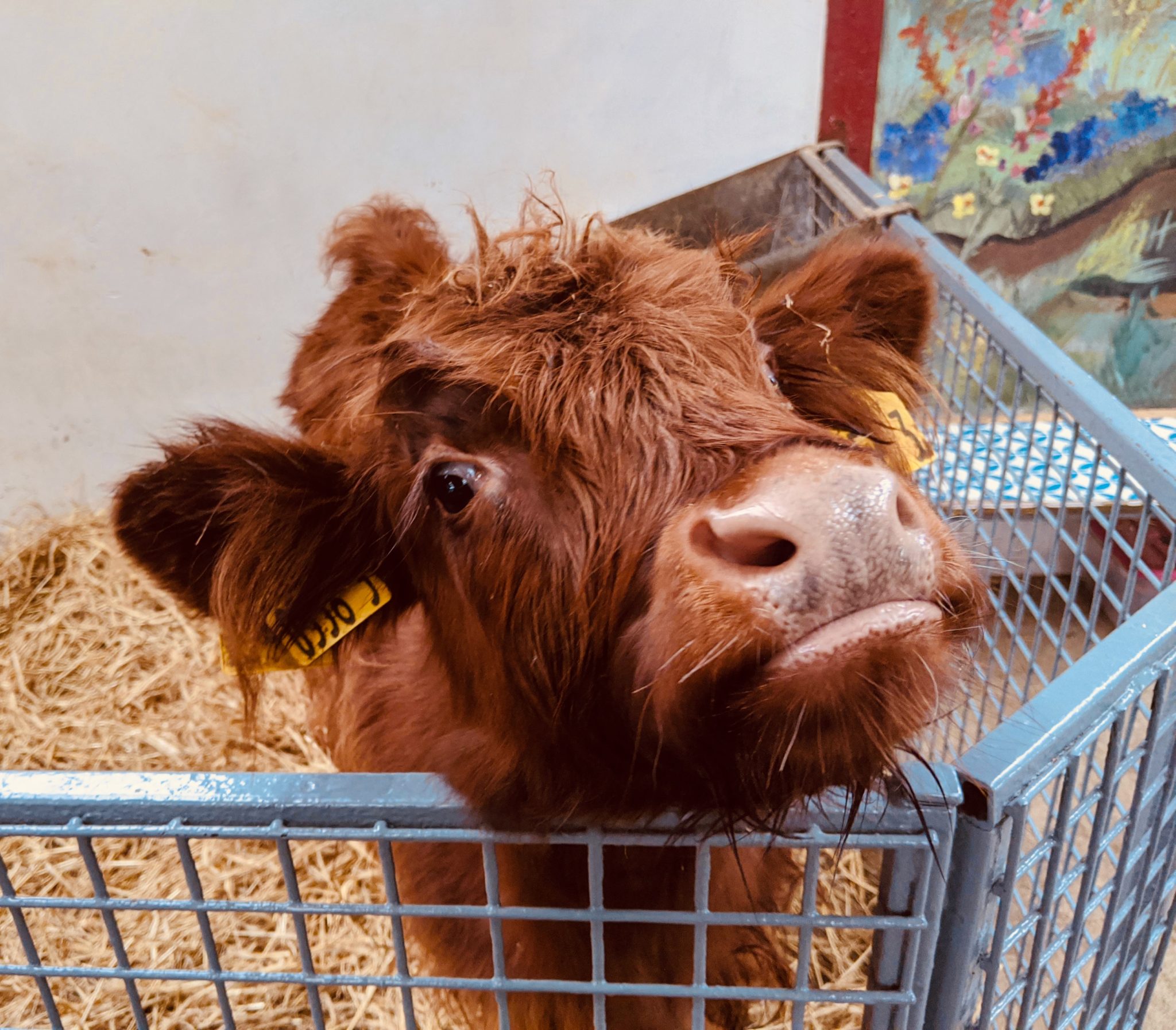 The Ark Open Farm Fun filled family days out in Northern Ireland