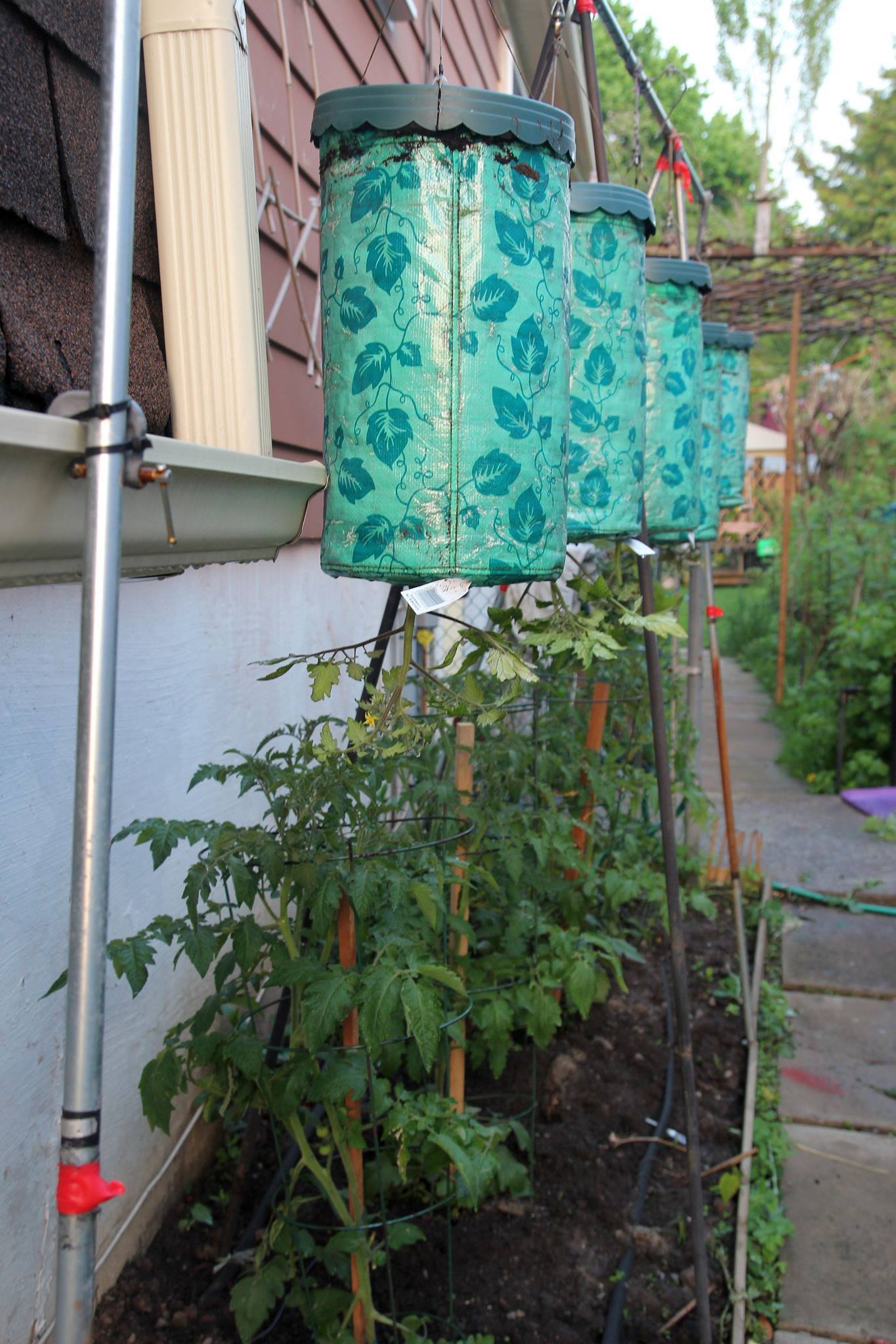 How To Store Green Tomatoes For WinterThe Art of Doing Stuff