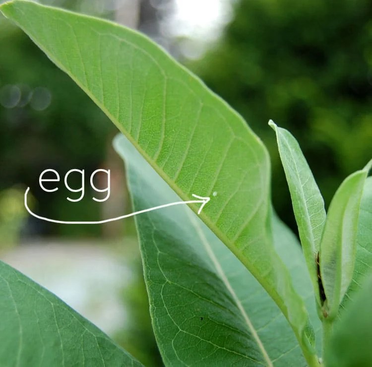 How to Raise a Monarch Butterfly. At home.The Art of Doing Stuff