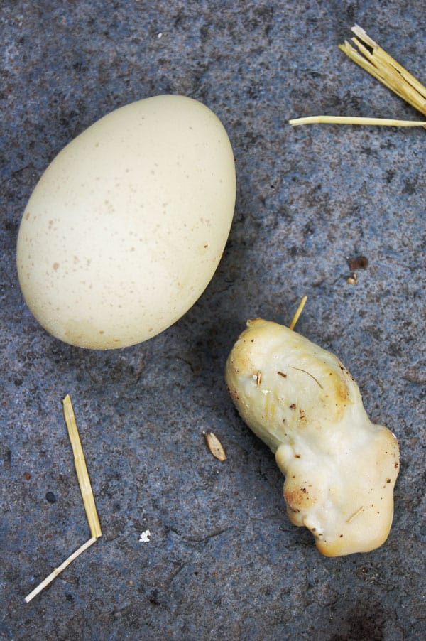 The Lash Egg.Or, what the hell just came out of my chicken? The Art of
