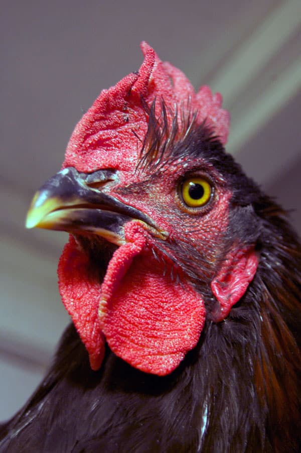 Where do Roosters go? The Art of Doing StuffThe Art of Doing Stuff