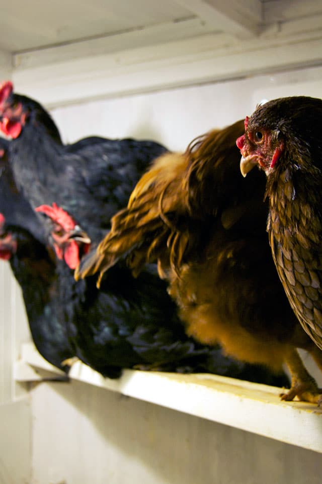 Where do Roosters go? The Art of Doing StuffThe Art of Doing Stuff