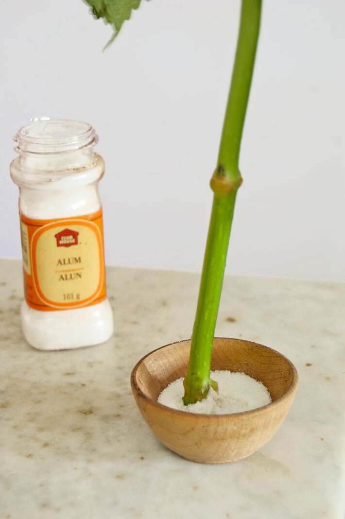 HOW TO REVIVE A HYDRANGEA. AND POSSIBLY A WEDDING. The Art of Doing