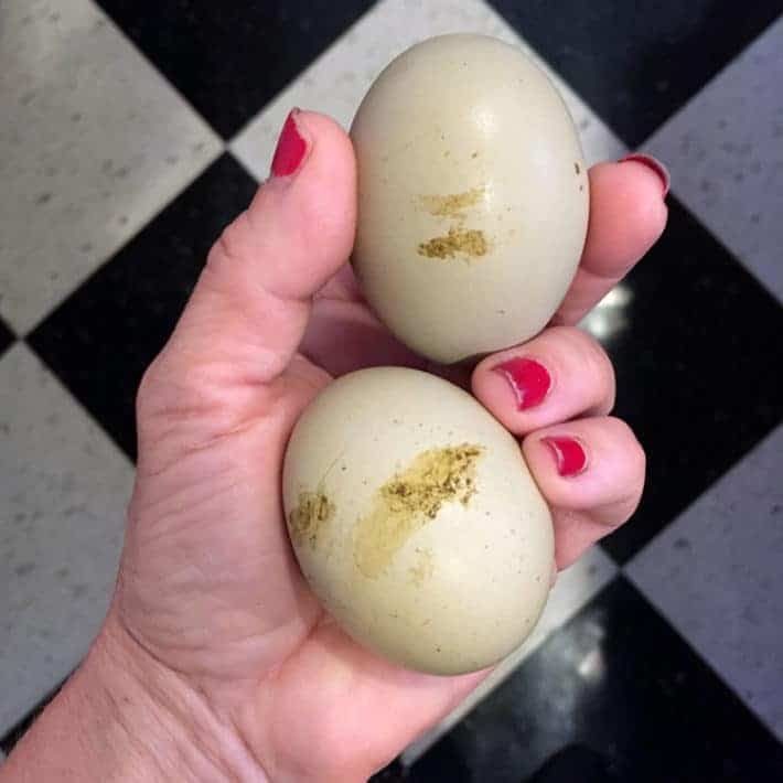 Broody hen's first 7 days sitting on eggs.