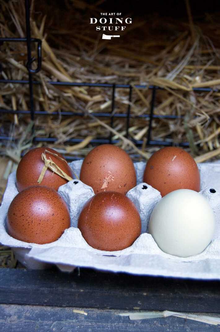 Broody hen's first 7 days sitting on eggs.The Art of Doing