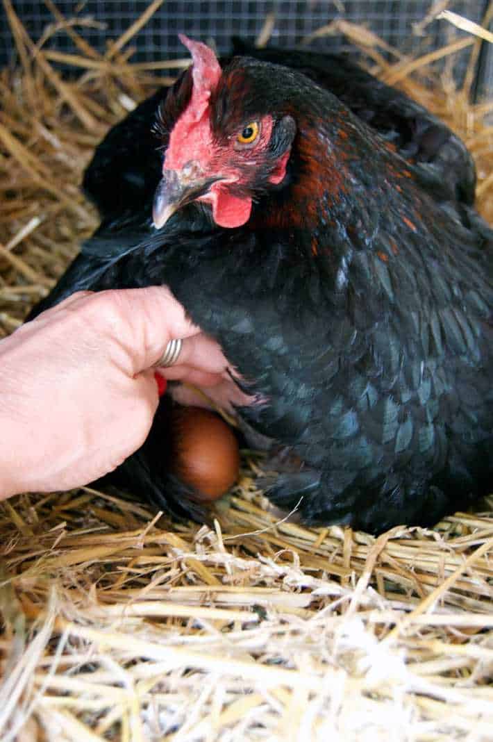 Broody hen's first 7 days sitting on eggs.The Art of Doing Stuff