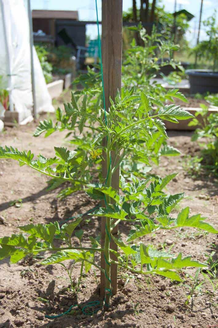 How to string train tomatoes in the home garden.The Art of Doing Stuff