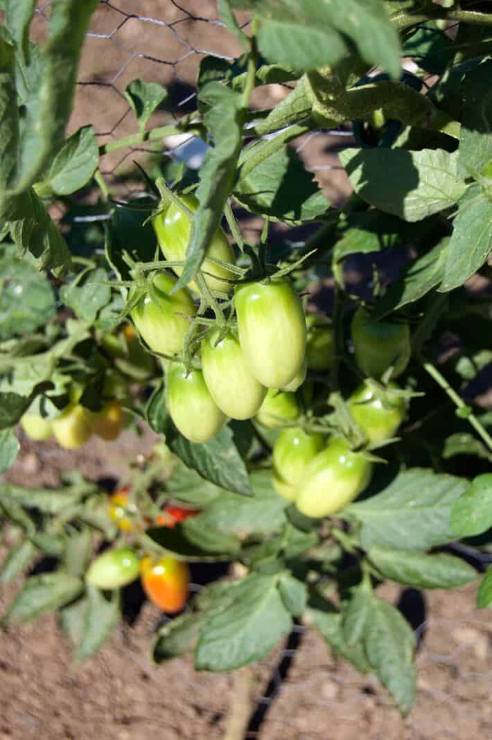I'LL NEVER GROW TOMATOES ANY OTHER WAY THAN THIS. The Art of Doing Stuff