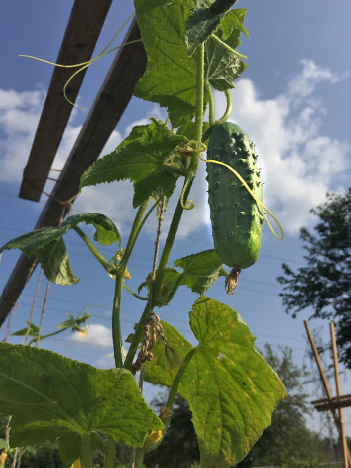 How to String Train Cucumbers for less disease and easier harvesting.
